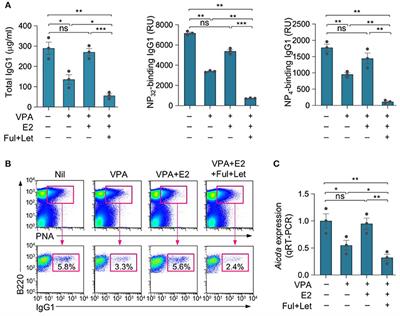 Estrogen Reverses HDAC Inhibitor-Mediated Repression of Aicda and Class-Switching in Antibody and Autoantibody Responses by Downregulation of miR-26a